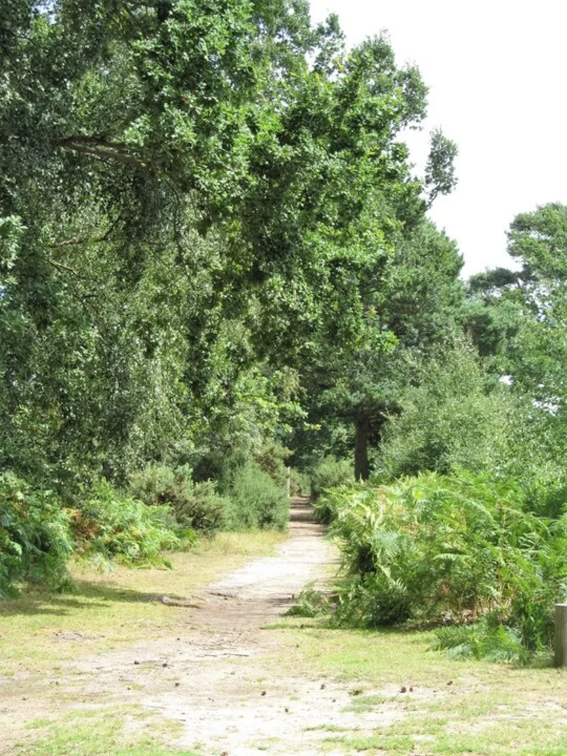 An image depicting the trail Skipwith Common Walk and its surrounding area.