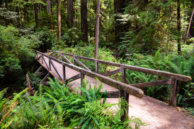 Simpson-Reed Grove Loop Trail