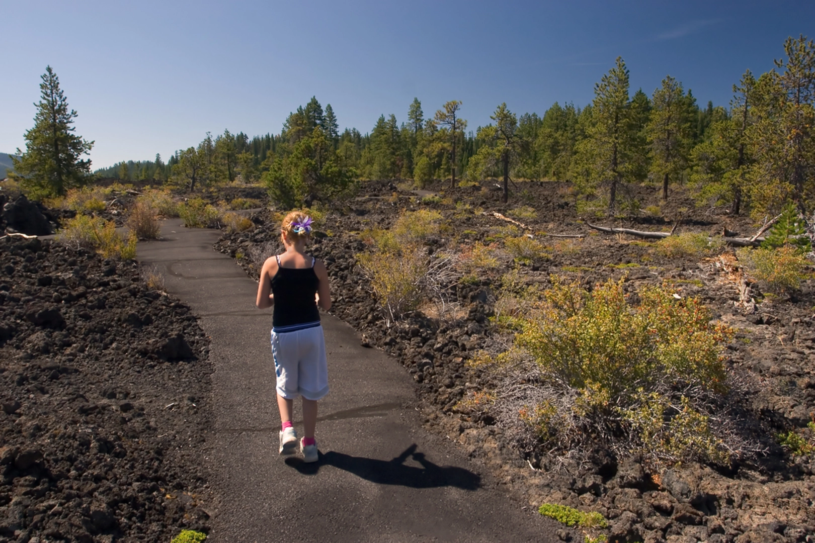 An image depicting the trail Lava Cast Forest Trail and its surrounding area.