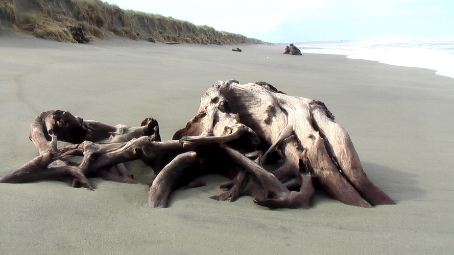Lake Earl - Old Mill Road