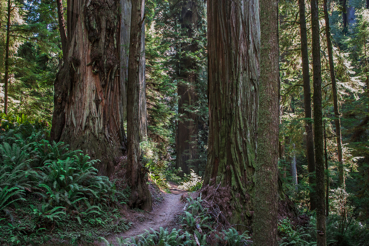 Fern Falls via Boy Scout Tree Trail