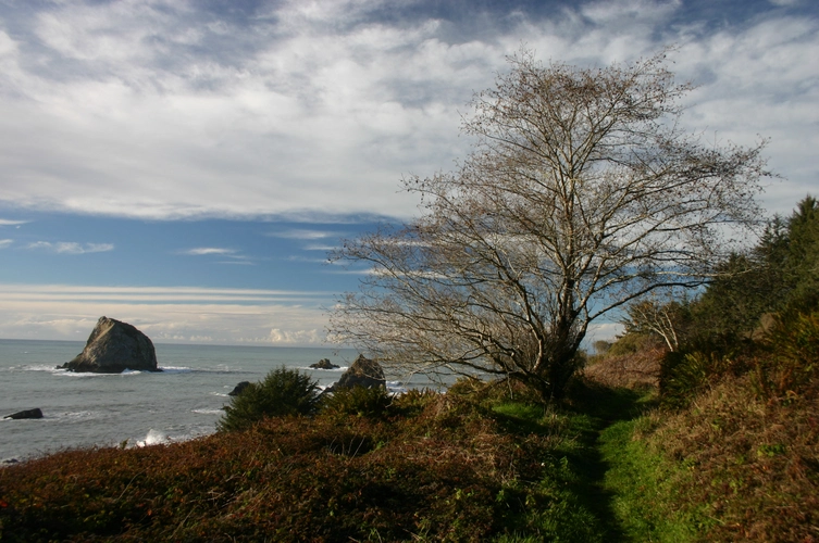 Coastal and Yurok Loop Trail