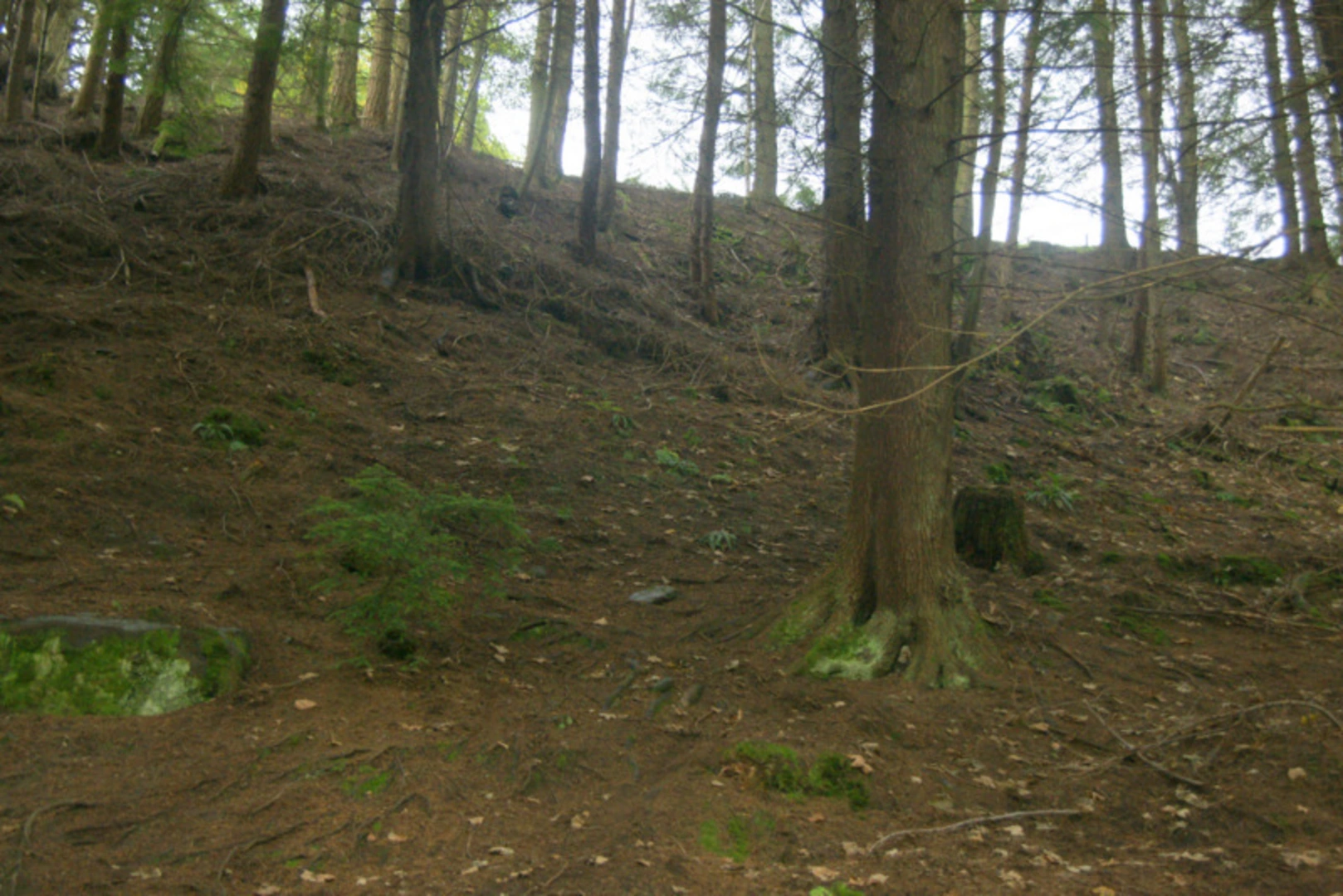 An image depicting the trail Pine Cone Point Trail and its surrounding area.