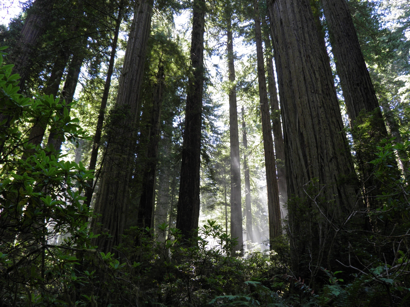 An image depicting the trail Damnation Creek Trail and its surrounding area.