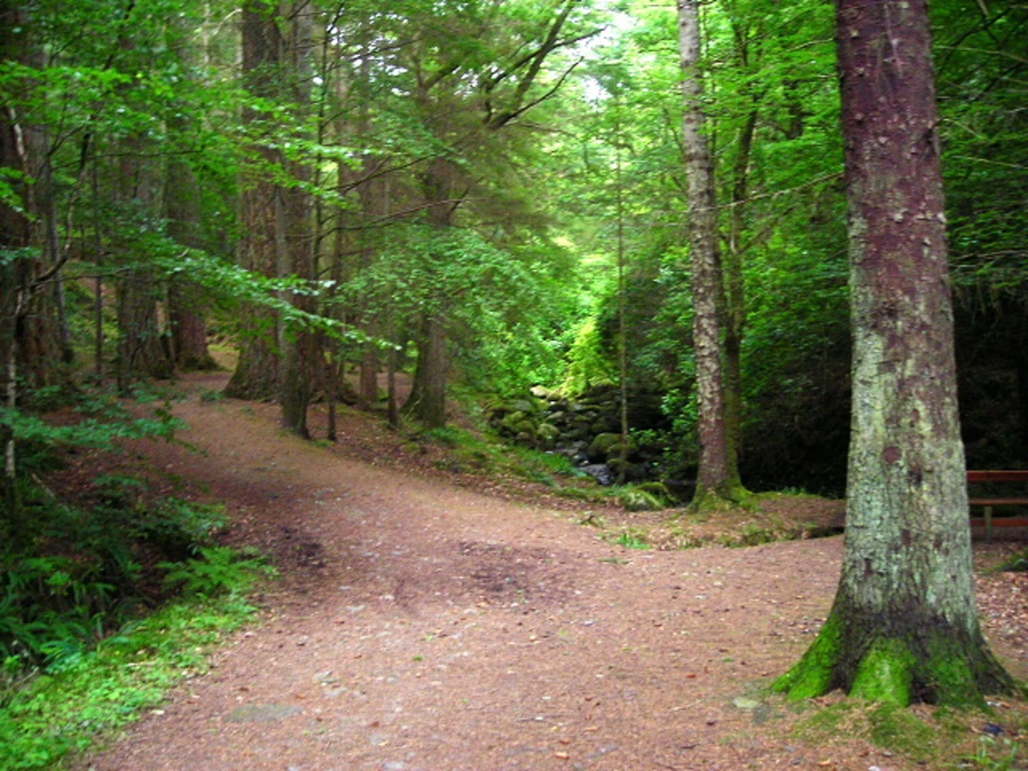 An image depicting the trail Giant Fir Loop Trail and its surrounding area.