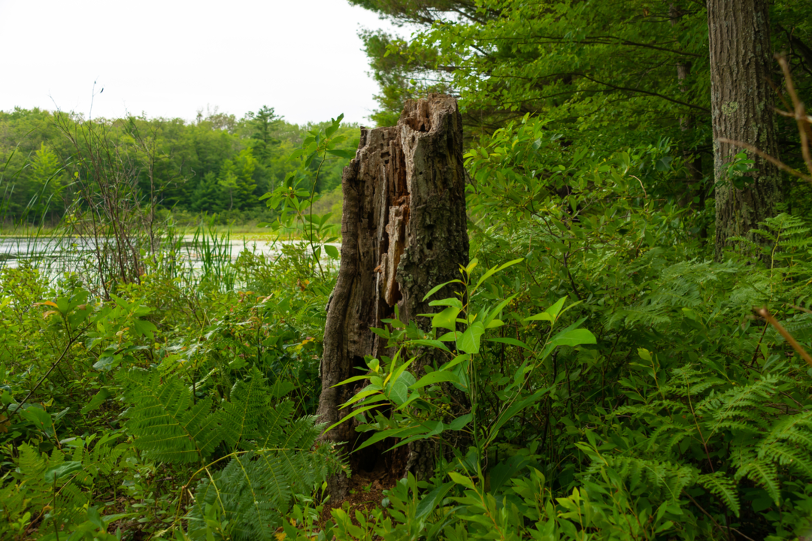 An image depicting the trail Loda Lake Wildflower Trail and its surrounding area.