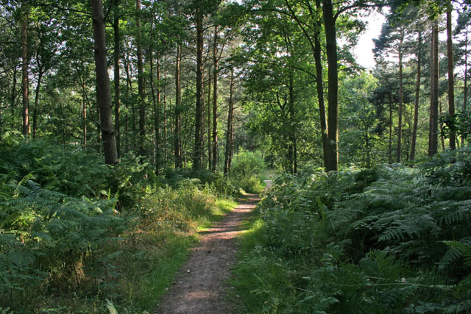 An image depicting the trail Martinshaw Wood and its surrounding area.