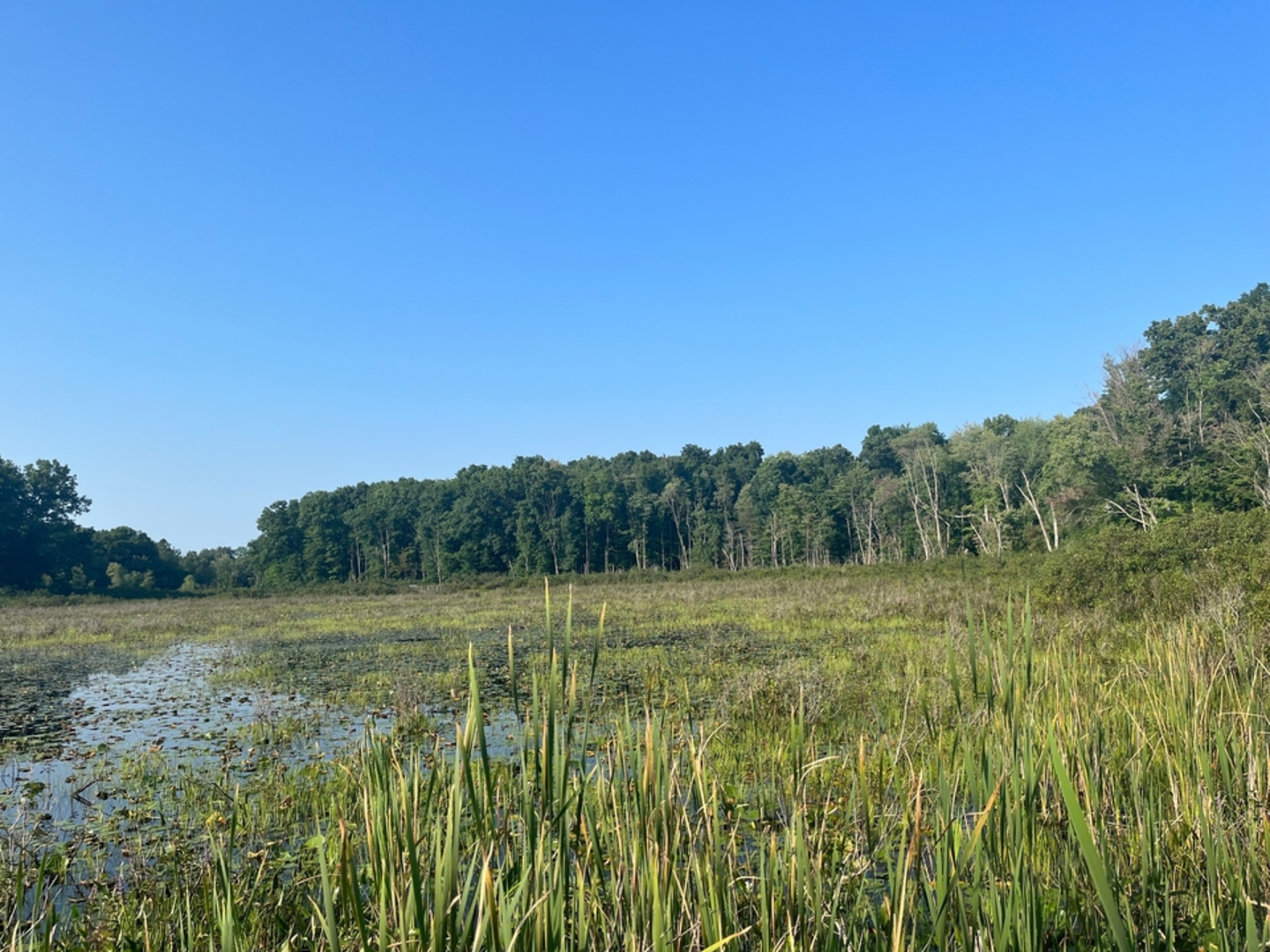 An image depicting the trail West Lake Nature Preserve Loop and its surrounding area.