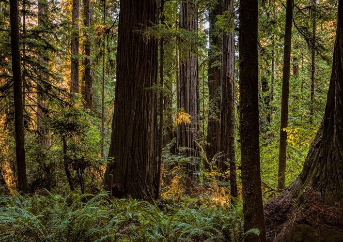 Mill Creek and Nickerson Ranch Trail