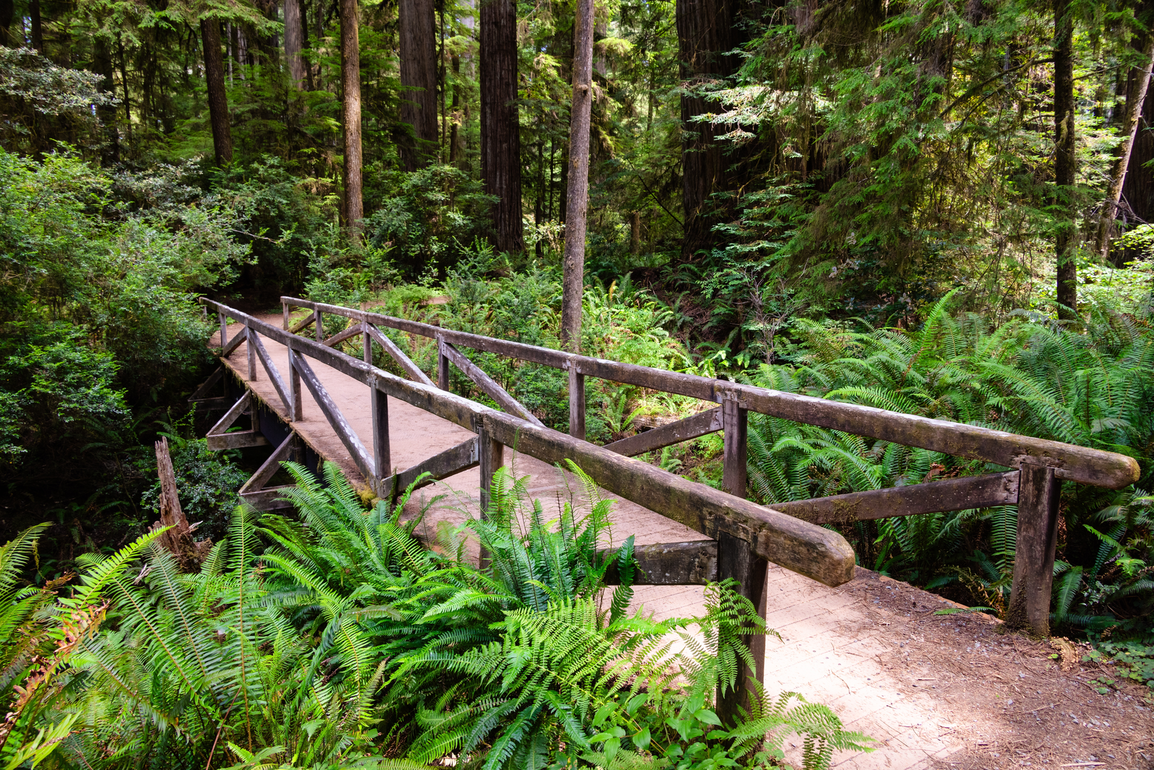 An image depicting the trail Simpson-Reed Grove Loop Trail and its surrounding area.