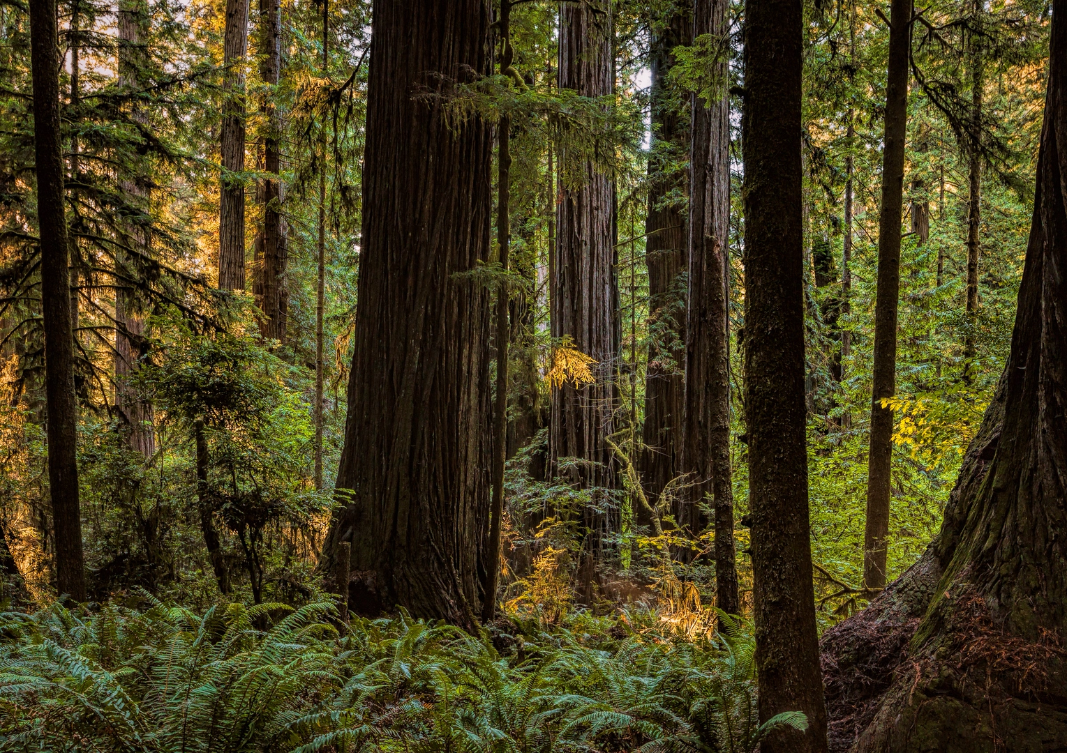 An image depicting the trail Mill Creek and Nickerson Ranch Trail and its surrounding area.