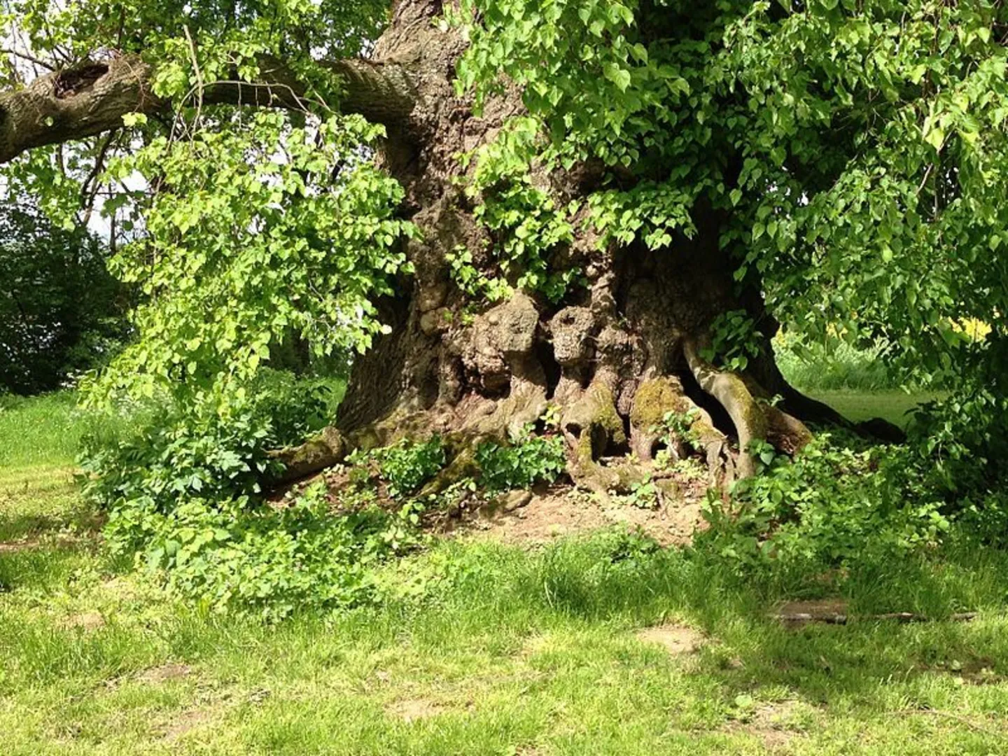 An image depicting the trail Födroas Katzing Loop and its surrounding area.