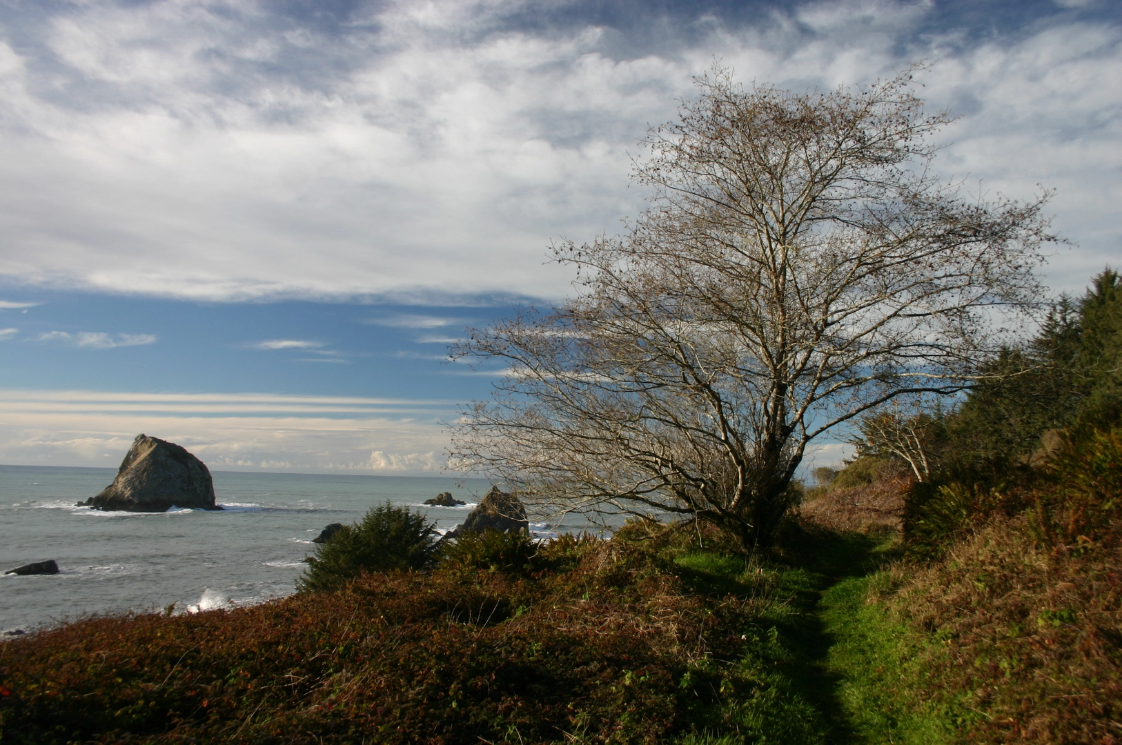 An image depicting the trail Coastal and Yurok Loop Trail and its surrounding area.