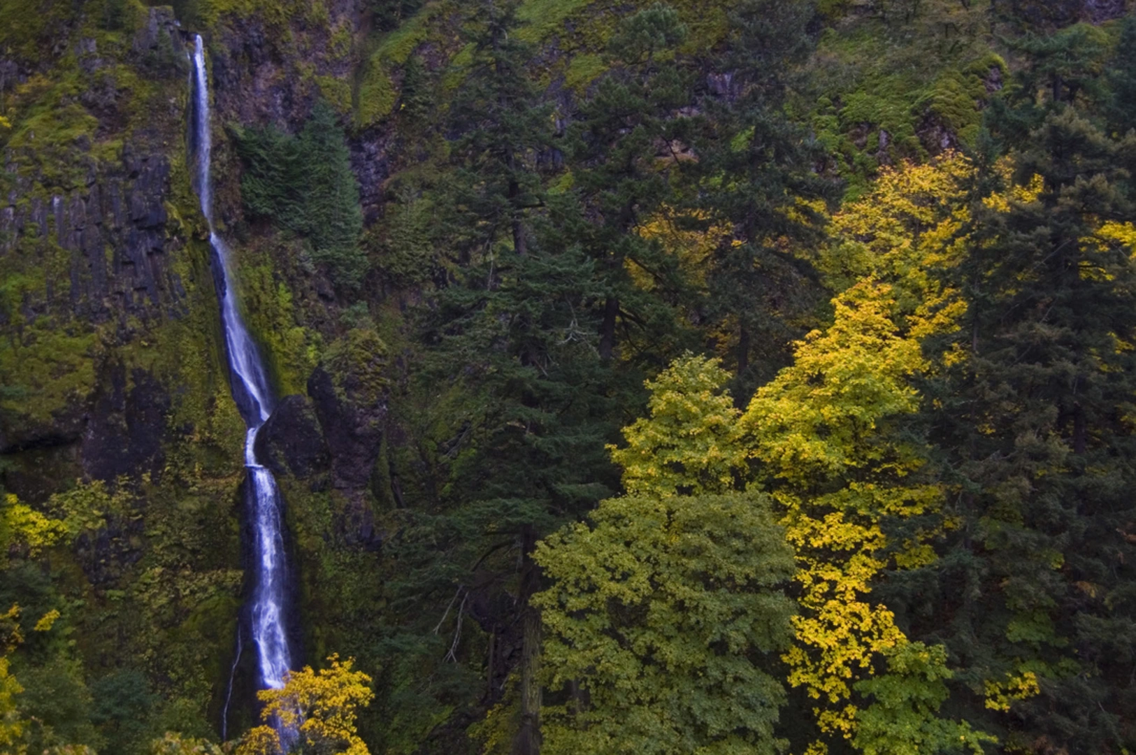 An image depicting the trail Starvation Ridge Trail via Historic Columbia River Highway State Trail and its surrounding area.
