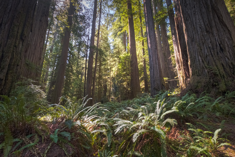 Mill Creek and Hiouchi Trail